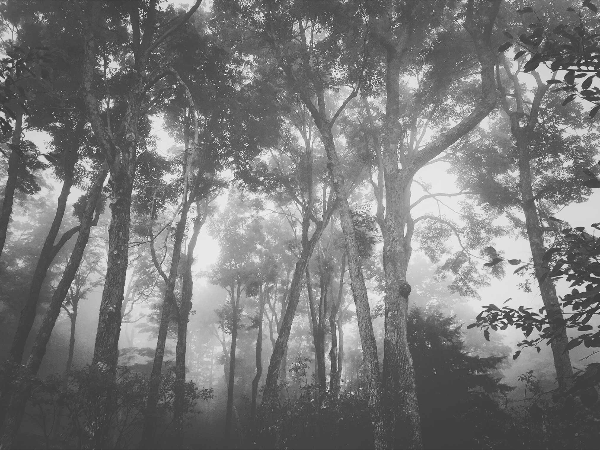 01_I_Go_Where_the_Trees_Go_by_Sarah_Wilmer