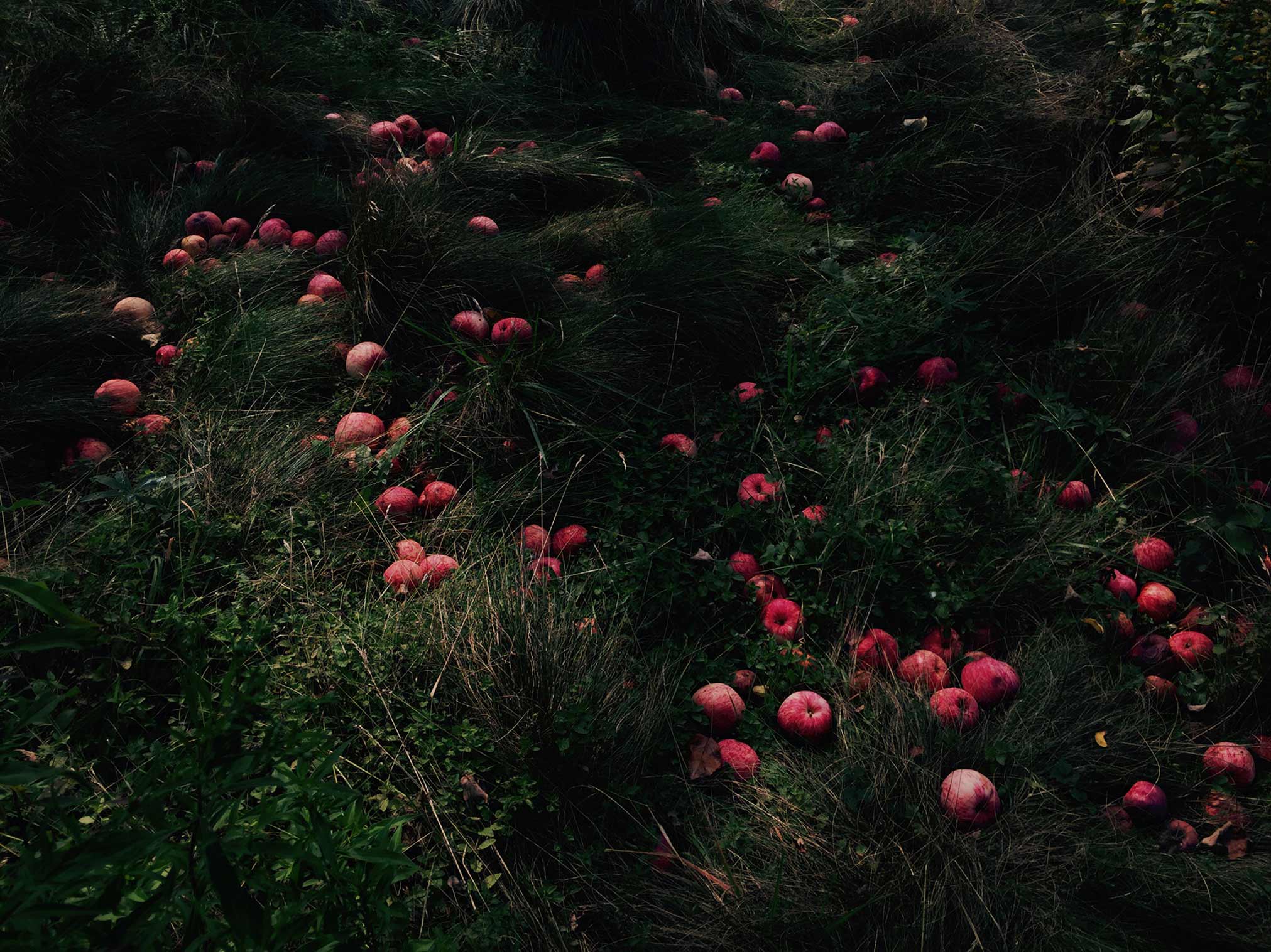 02_I_Go_Where_the_Trees_Go_by_Sarah_Wilmer