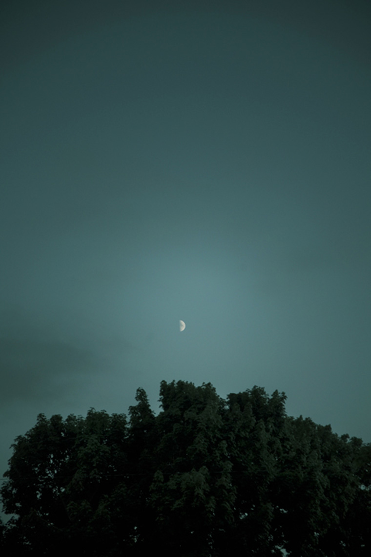 23_I_Go_Where_the_Trees_Go_by_Sarah_Wilmer
